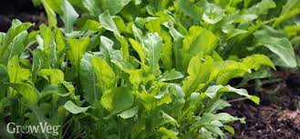 Full sun is ok but light shade is even better during the hottest times. Growing Arugula In Your Vegetable Garden