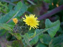 Edible blooms supports the responsible service and consumption of alcohol with the sale of all gift baskets, chocolate bouquets, flowers and hampers. A Beginner S Guide To Foraging In New Zealand