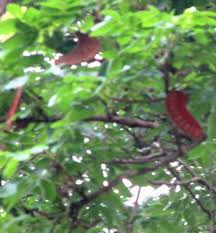 Image result for Xylia torreana