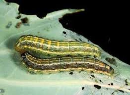 Mix 1 tablespoon of mild liquid soap with 1 cup of vegetable oil of choice. Cabbage Moth Infonet Biovision Home