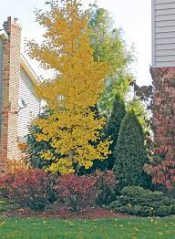 Ginkgo biloba is a large, deciduous tree that matures to 100' tall and is considered to be a living fossil. An Outstanding Variety Of Ginkgo Columnar In Habit Disease And Pest Resistant A Male Vari Small Trees For Garden Deer Resistant Garden Landscaping Side Yard