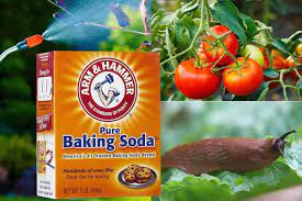 30 Ways To Use Natural Baking Soda For Plants In The Garden