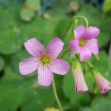 Image result for Landolphia violacea