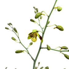 Image result for Graphorkis