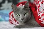 Russian Blues for Sale in Pittsburgh | Cats on Oodle ...