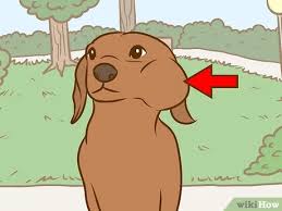 The cause of neck pain can range from an innocuous muscular sprain, to disc disease, meningitis, or take your dog to see your veterinarian as soon as you notice any signs of neck pain in your pet. How To Recognize And Treat Salivary Mucocele In Dogs 12 Steps