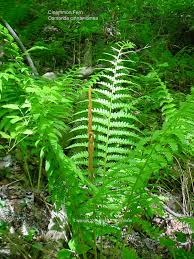 Image result for Osmundaceae