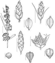 Image result for Bulbostylis sp.no.2