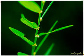 Image result for Phyllanthus hutchinsonianus