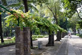 Image result for Combretum holstii