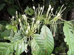 Image result for Oxyanthus latifolius