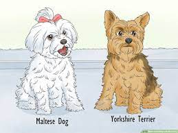The maltese is a toy dog covered from head to foot with a mantle of long, silky, white hair. 4 Ways To Identify A Maltese Dog Wikihow