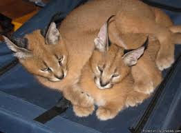 Like any other exotic pet consideration, be especially aware of the needs of your proposed pet. Caracal Kittens Pets And Animals For Sale Usa