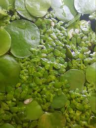 500x Duckweed 5x Frogbit Live Aquatic Floating Aquarium Pond Plants Food By Neuroticforexotic On Etsy Pond Plants Aquatic Plants Plant Food