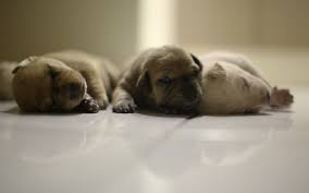 They become more curious about the world once their eyes open (around two weeks). Breeding For Dog Owners Caring From Birth To Weaning Vca Animal Hospital