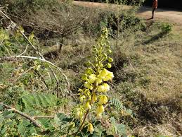 Image result for Caesalpinia decapetala