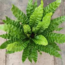 Image result for Asplenium currorii