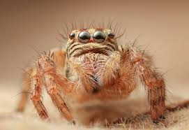 Arachnophobia, the fear of spiders, is one of the most common fears. Kill A Spider When You Re Terrified