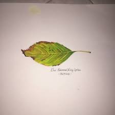 Jasa lukis dinding mural kedai. Lukisan Daun 3d Shopee Indonesia