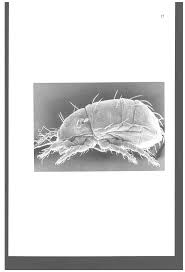 Image result for Brachythrix glomerata