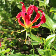 Image result for Gloriosa superba