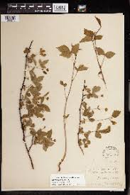 Image result for Rubus chapmanianus