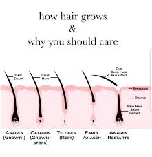 Love This Picture I Try To Teach The Stages Of Hair Growth Because It Really Affects Your Waxing Schedule This Is Hair Growth Stages Waxing Salon Waxing Tips