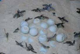 Image result for penyu