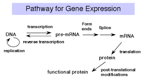Organized Flowchart Of Dna Replication And Protein Synthesis