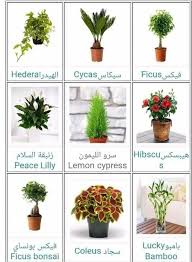 شيطان اللعب الفيزياء العنكبوت نباتات الزينة واسمائها continental bulldog zucht com