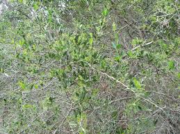 Image result for Gymnosporia heterophylla