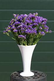 Image result for Limonium sinuatum