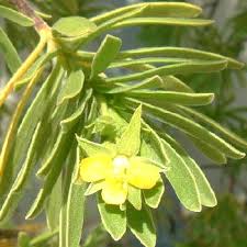 Image result for Surianaceae