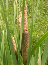 Image result for Typha