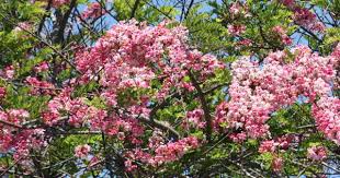 Tree with pink flowers india. Tips From A Gardening Expert On How To Protect Your Indian Home Against Noise With Trees