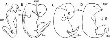 Nonprofit Works To Fill The Knowledge Gap On Human Embryology - Lozier  Institute