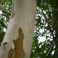 Image result for Eucalyptus citriodora