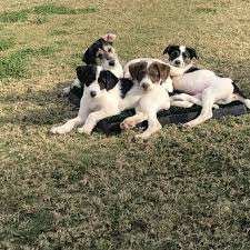 They make excellent house dogs, interact well with children, and get along with other. Yrqupf7zpiyu0m