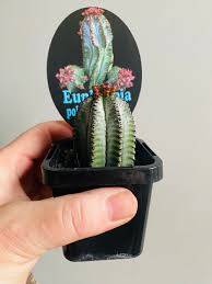 Image result for Halopegia azurea