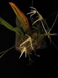 Image result for Equilabium laxiflorum