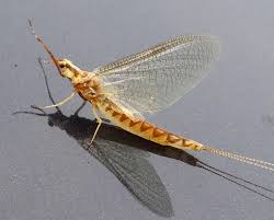 Image result for Ephemeridae