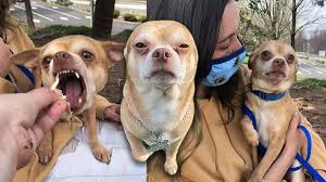 All adoption fees are considered donations and go directly toward the medical care of our pets. Foster Mom Shares Story About Prancer A Man Hating Demon Chihuahua