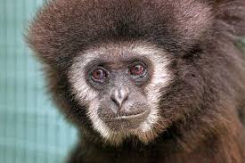 Summerville's gibbon sanctuary fights for primates everywhere