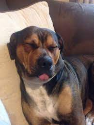 Both boerboel and rottweiler has almost same life span. Rottweiler Cross Boerboel Puppies Off 68 Www Usushimd Com