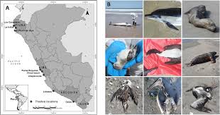Highly pathogenic avian influenza A (H5N1) in marine mammals and seabirds  in Peru | Nature Communications