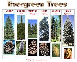 Here are the top picks for unique, skinny evergreen trees. Print Off This Evergreen Trees Chart And Discover What Trees Are In Your Area Www Loving2learn Com Tree Study Tree Evergreen Trees