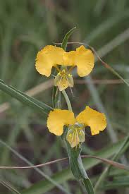 Image result for Commelina africana