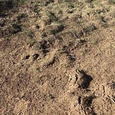 ENVIRONMENTAL PEST CONTROL