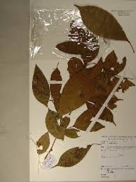 Image result for Gilbertiodendron
