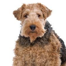 The fox terrier network is for people who love both the wire fox terrier and smooth fox terrier. Drahthaar Foxterrier Wisdom Panel German